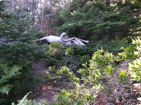 Bull In the Woods - NHP09 Bull In the Woods - NHP09